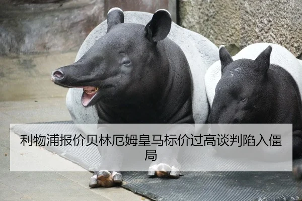li-wu-pu-bao-jia-bei-lin-e-mu-huang-ma-biao-jia-guo-gao-tan-pan-xian-ru-jiang-ju-2-263.jpg